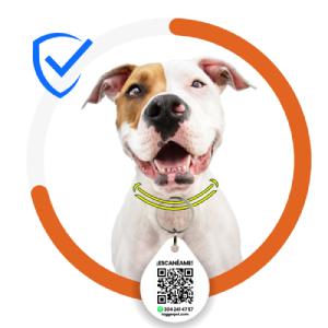 Microchips y placas para perros y gatos en Colombia y Venezuela